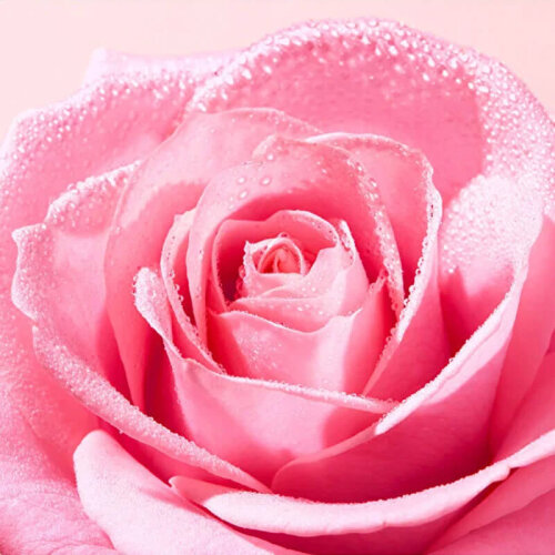 Nuxe Very Rose Peeling 75 ml - 4