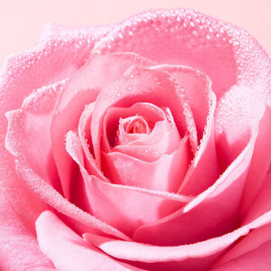 Nuxe Very Rose Tazeleyici Tonik Losyon 200 ml - 4